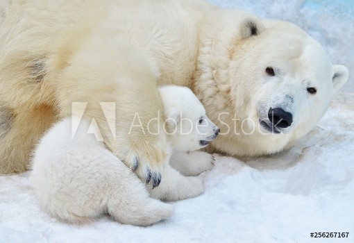 Image de Polar bear with a bear cub in the snow